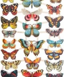 Uitgang π Meer Leuks Poëzieplaatjes 7 Vellen - Vlinders, Vogels En Bloemen - Voor Poëziealbums, Bulletjournals, Scrapbooking En Het Maken Van Kaarten β 13 Uitgang π Meer Leuks Poëzieplaatjes 7 Vellen - Vlinders, Vogels En Bloemen - Voor Poëziealbums, Bulletjournals, Scrapbooking En Het Maken Van Kaarten β -A-journal shop 550x775 3